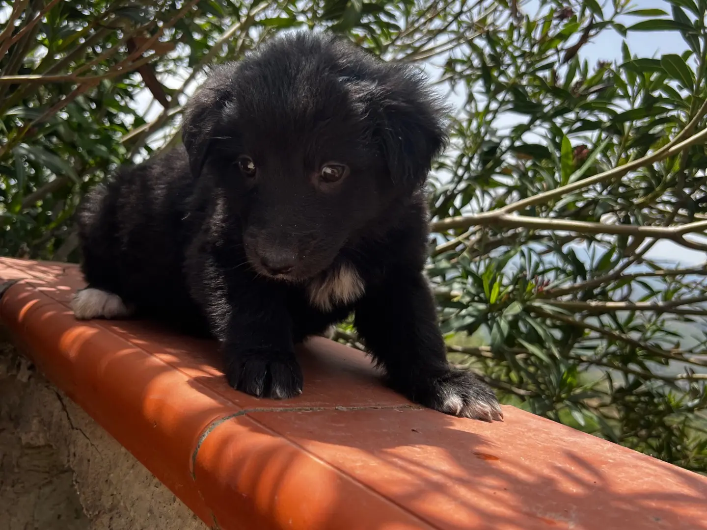 Vuoi adottare un cane a Enna?