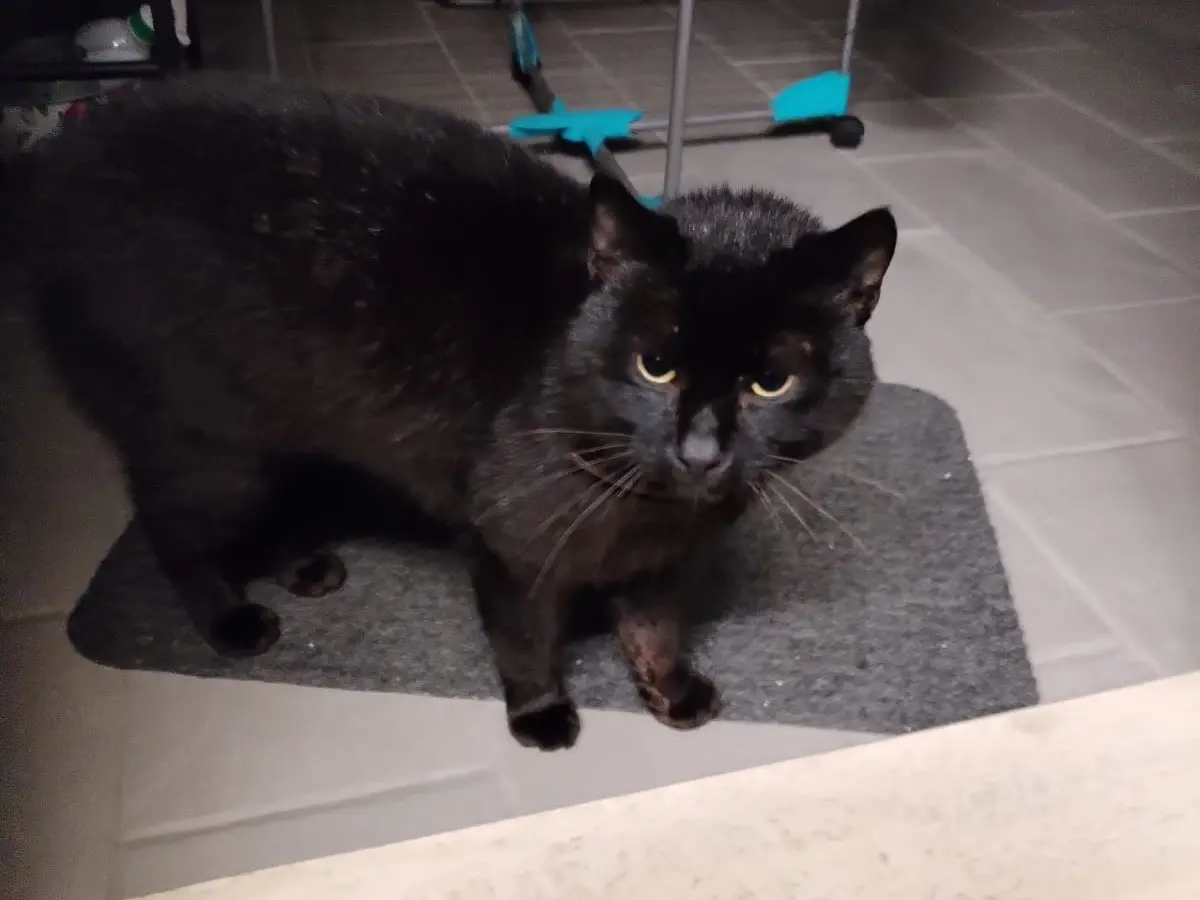 Vuoi adottare un gatto a Teramo?