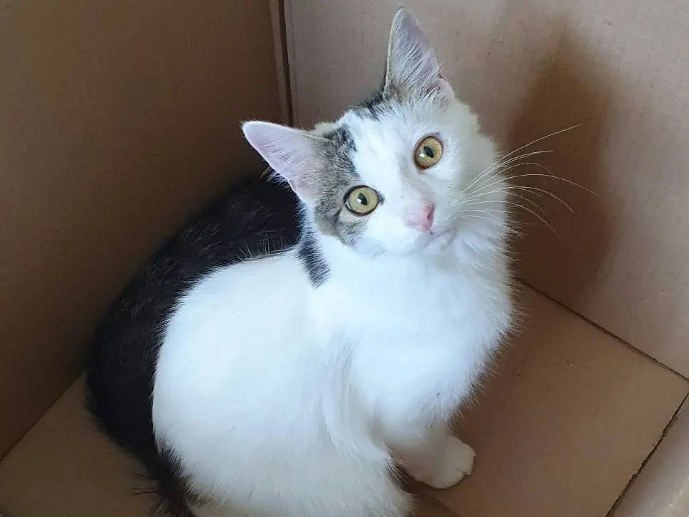 Adotta un gatto, taglia non valida, maschio, Monza