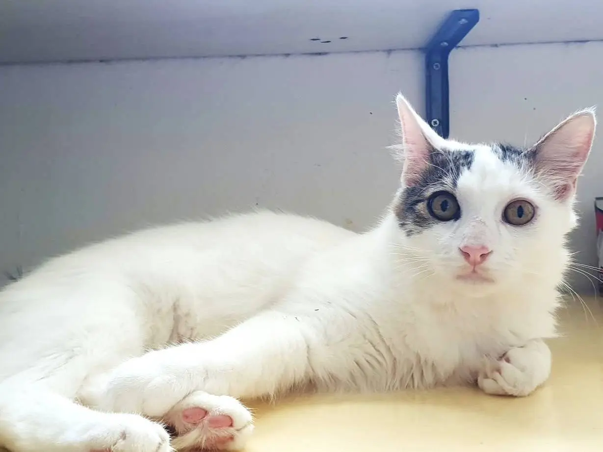 Adotta un gatto, maschio, 9 mesi, Monza