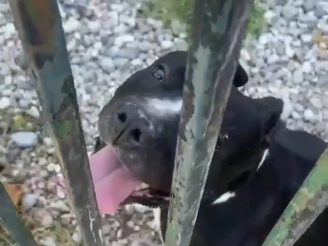 Adotta il cane Aaron a Mantova