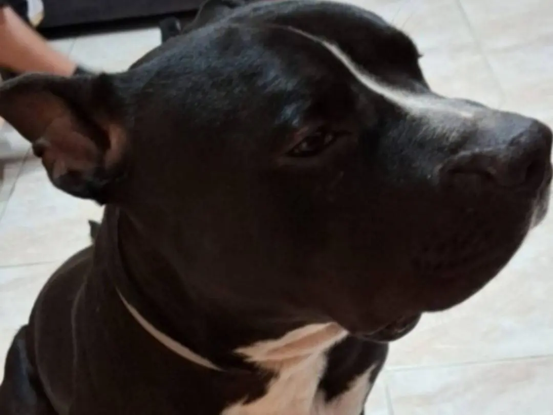 Adotta un cane, maschio, 3 anni e 4 mesi, Mantova