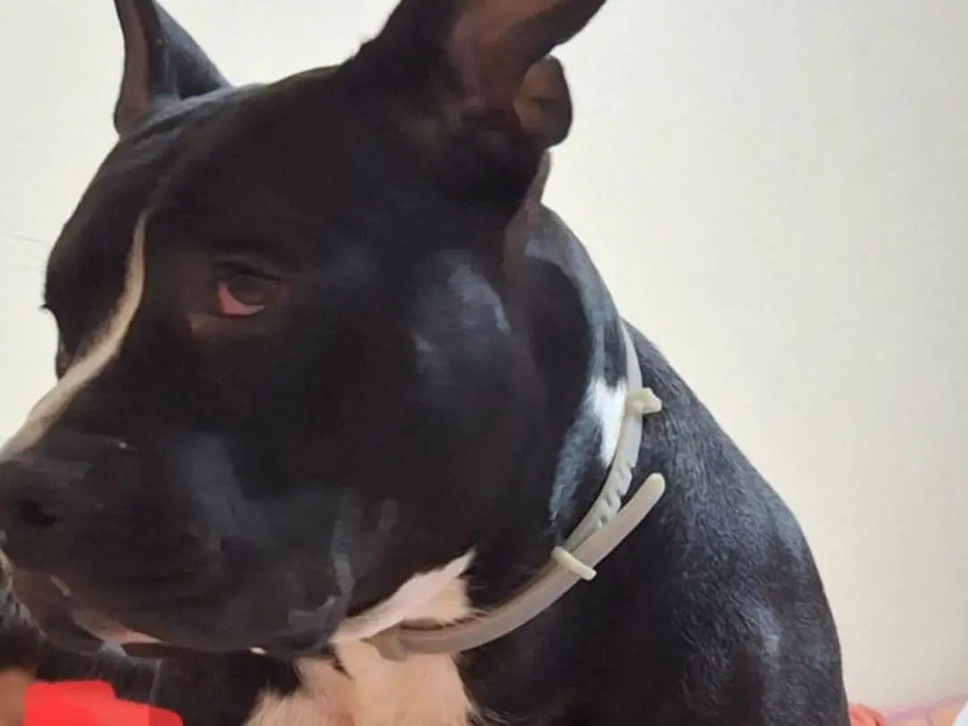 Adotta un cane, taglia grande, maschio, Mantova