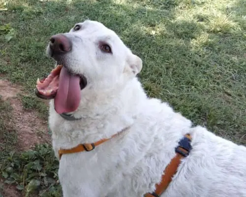 Adotta un cane, maschio, 9 anni e 11 mesi, Monza