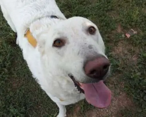 Adozione cane, maschio, Pastore maremmano, 9 anni e 11 mesi, taglia gigante, Monza