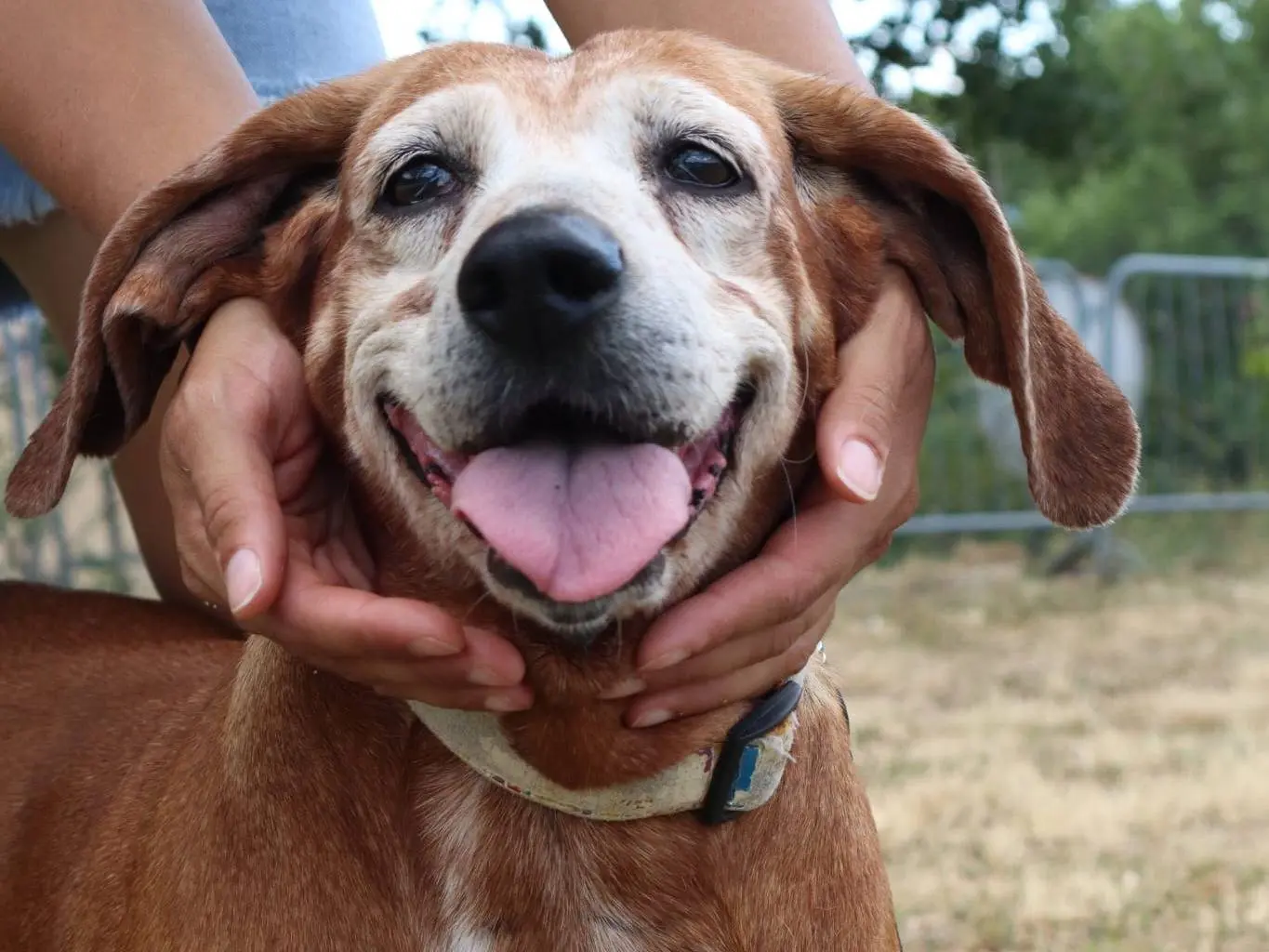 Adotta un cane, femmina, 10 anni e 9 mesi, Pisa