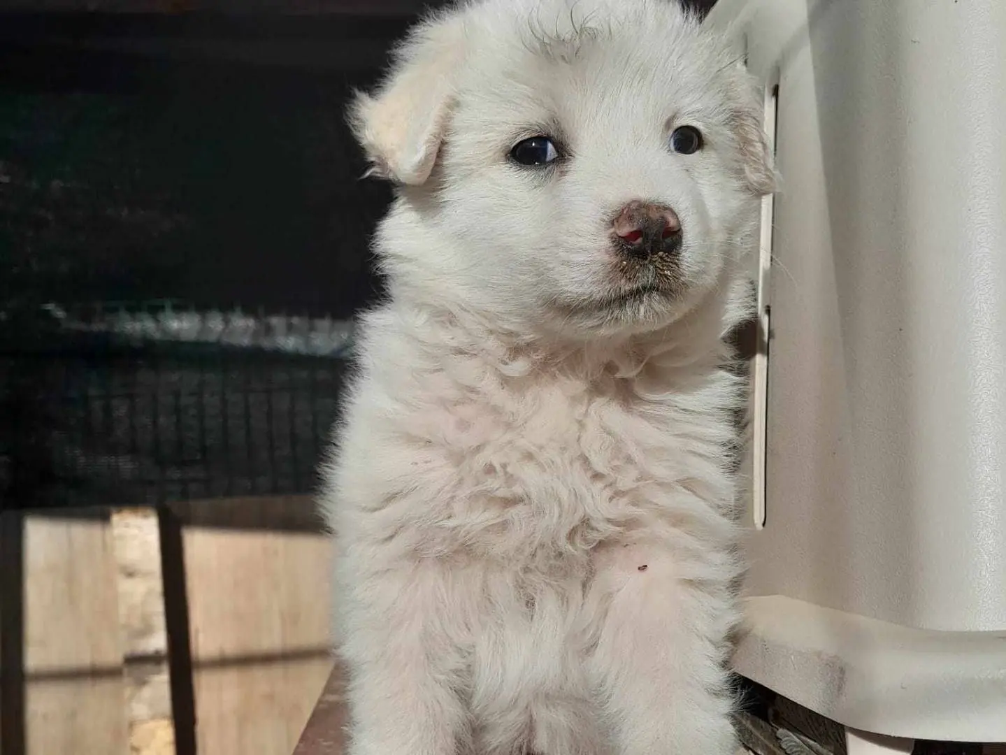 Adozione cane, femmina, meticcio, 3 anni, taglia media, Catania