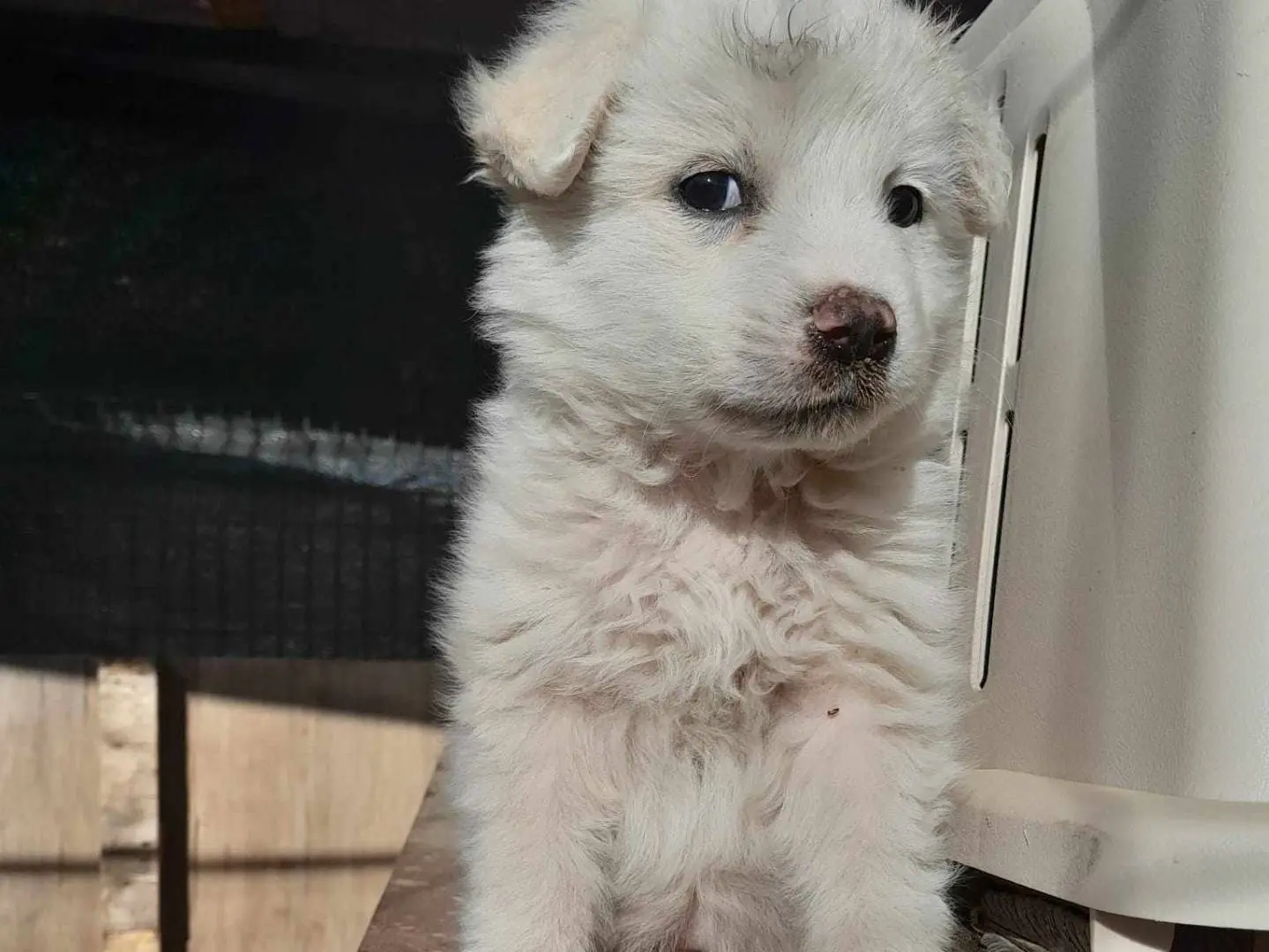 Vuoi adottare un cane a Catania?