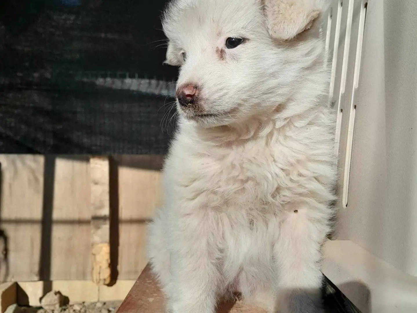 Adotta un cane, femmina, 3 anni, Catania