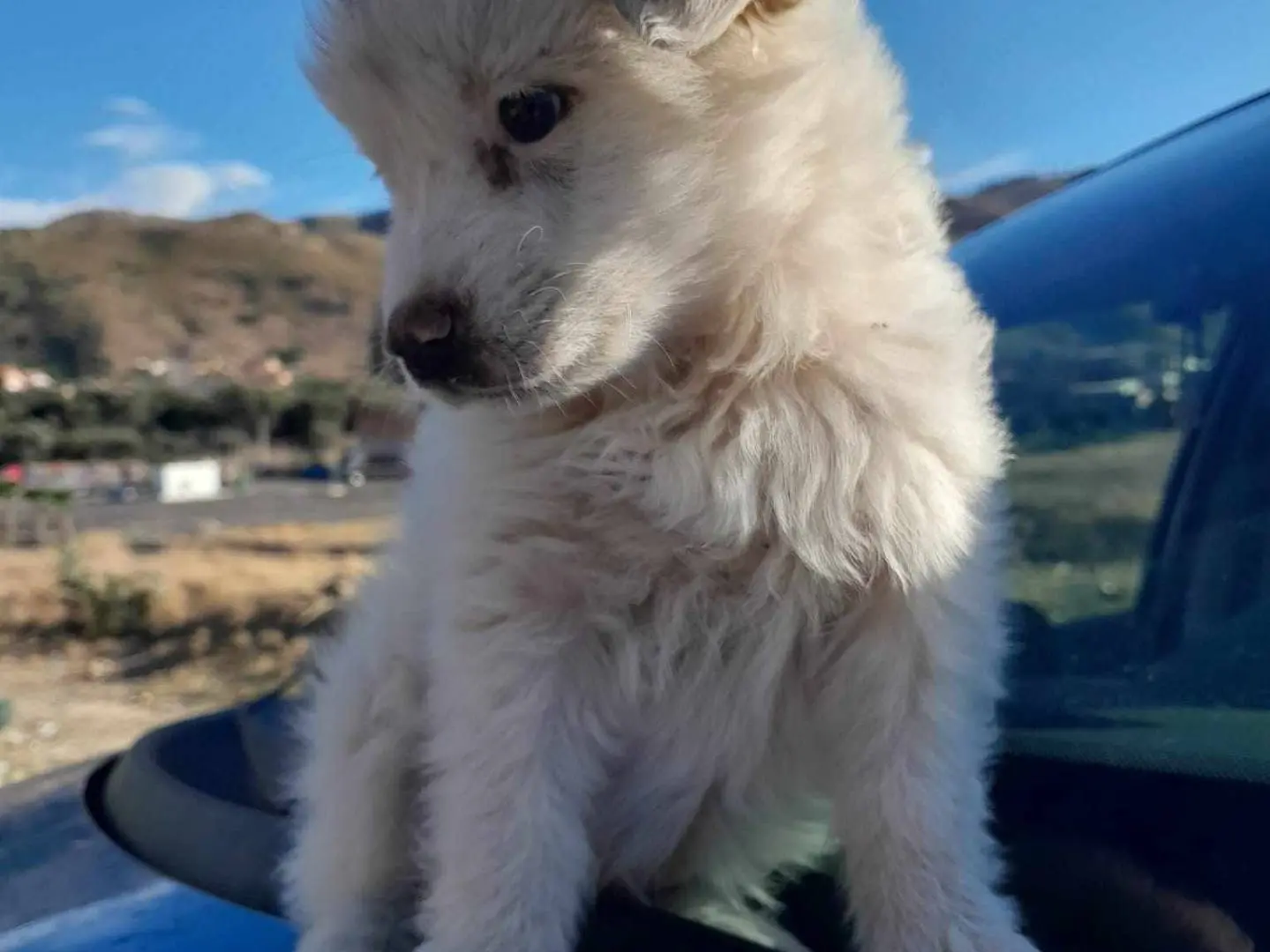 Adotta un cane, taglia media, femmina, Catania