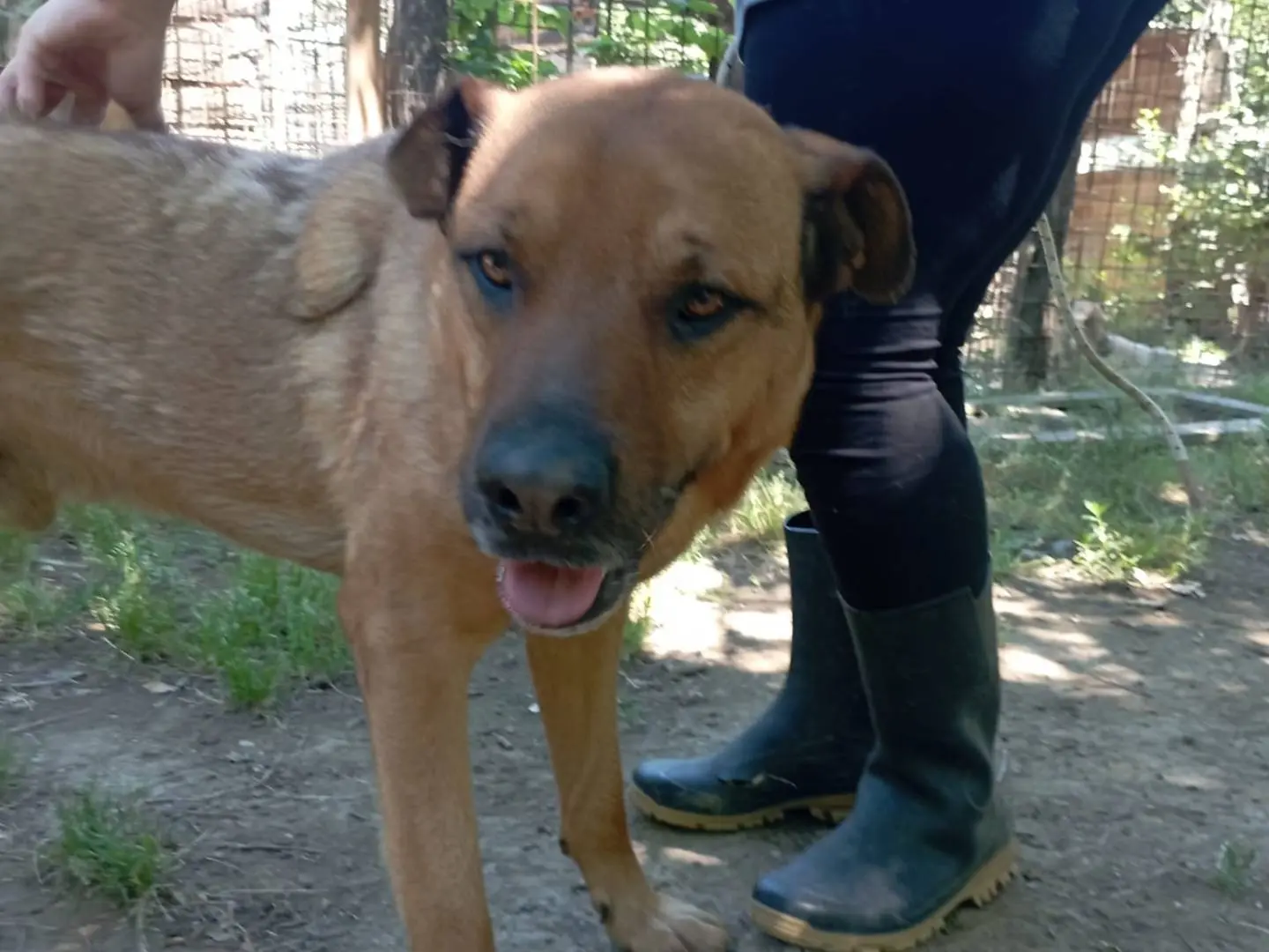 Adotta un cane, taglia grande, maschio, Roma