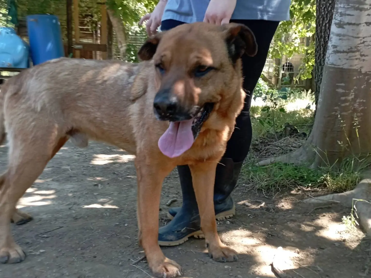 Adozione cane, maschio, Razza sconosciuta Razza sconosciuta, 7 anni e 3 mesi, taglia grande, Roma