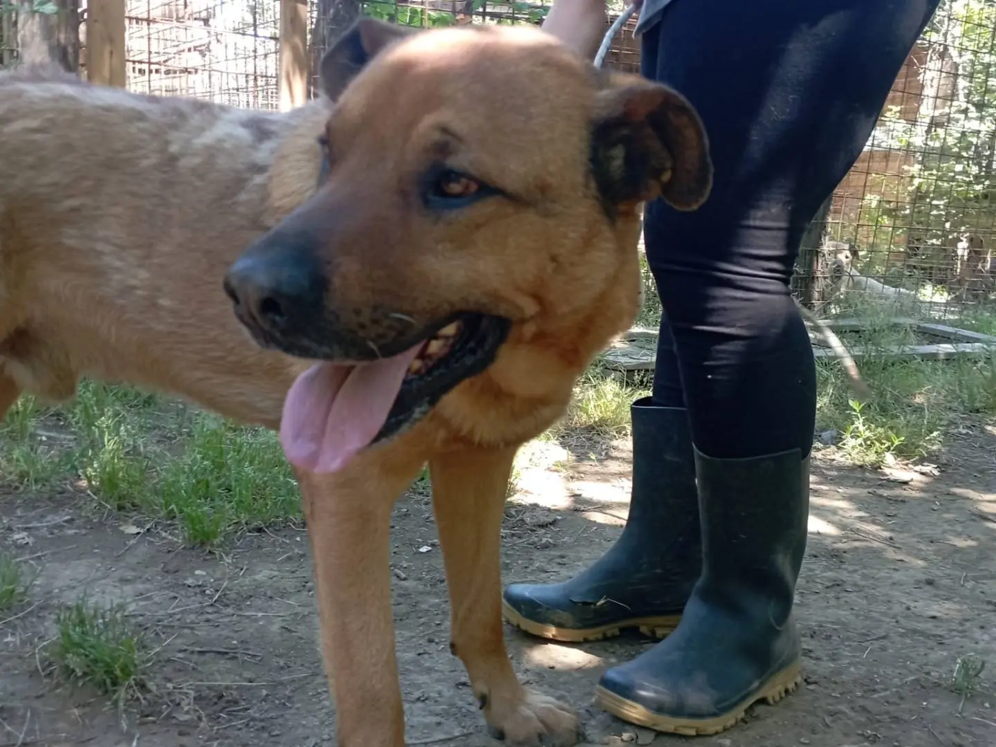 Adotta il cane TOTO a Roma