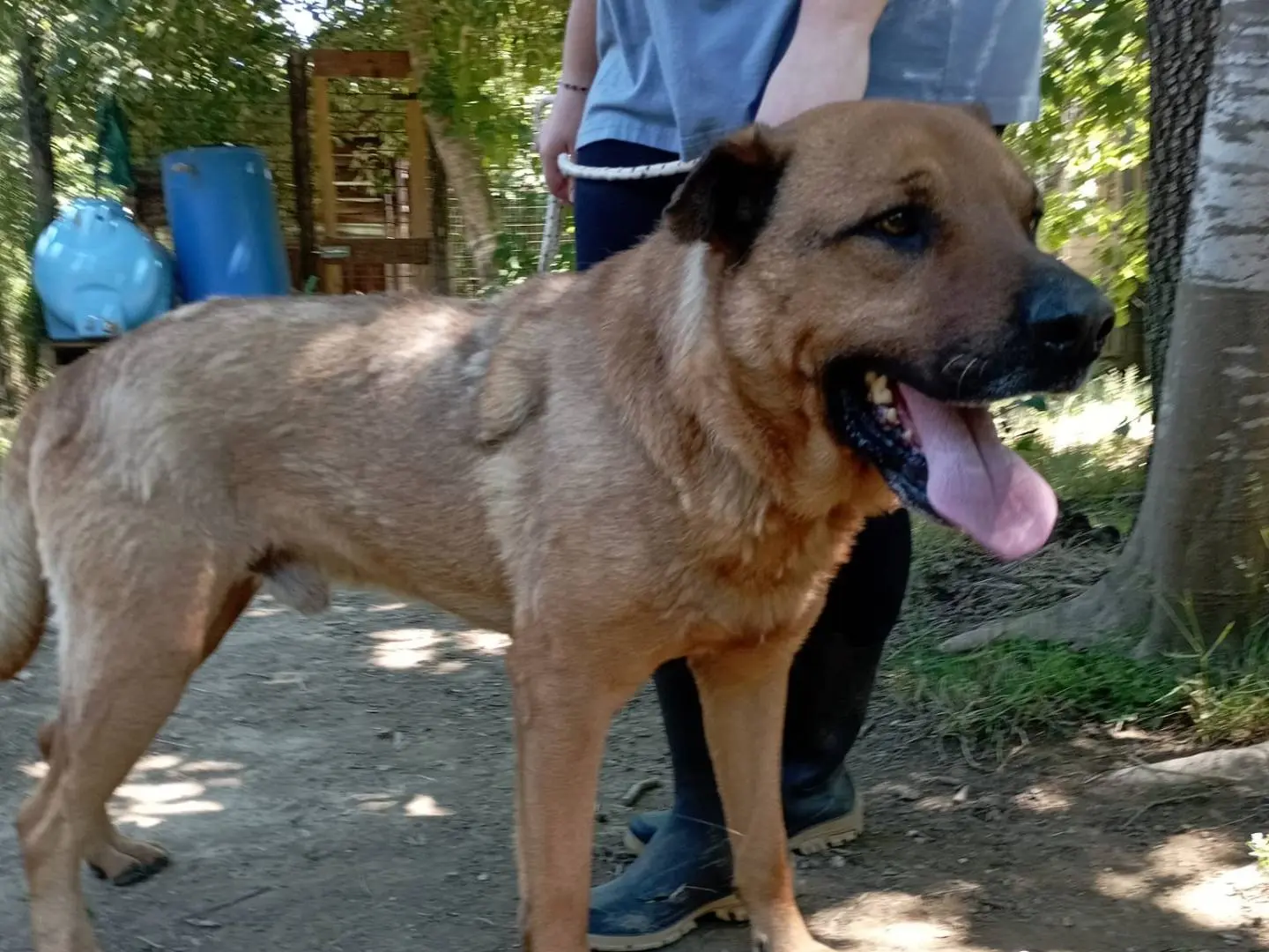 Vuoi adottare un cane a Roma?
