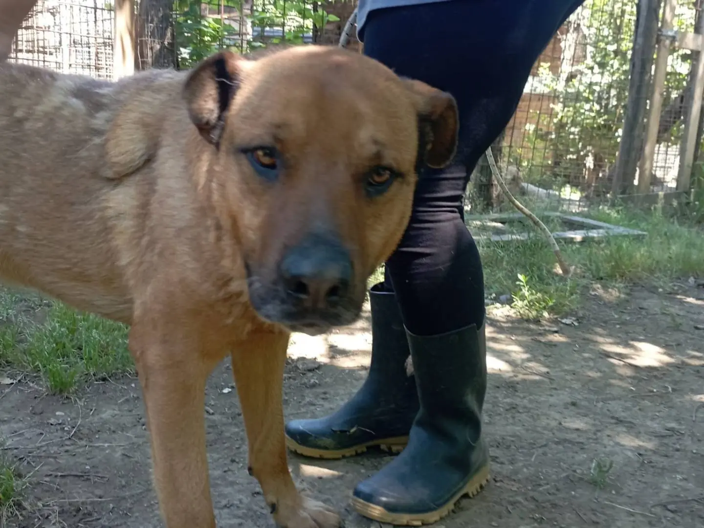 Adotta un cane, maschio, 7 anni e 3 mesi, Roma