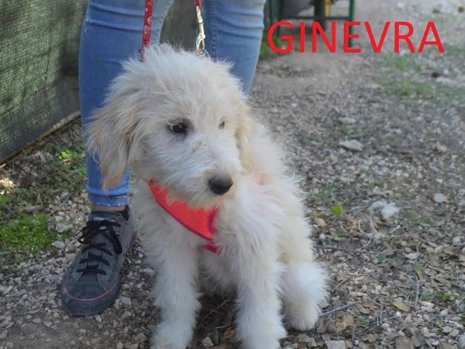 Foto 3 dell'animale