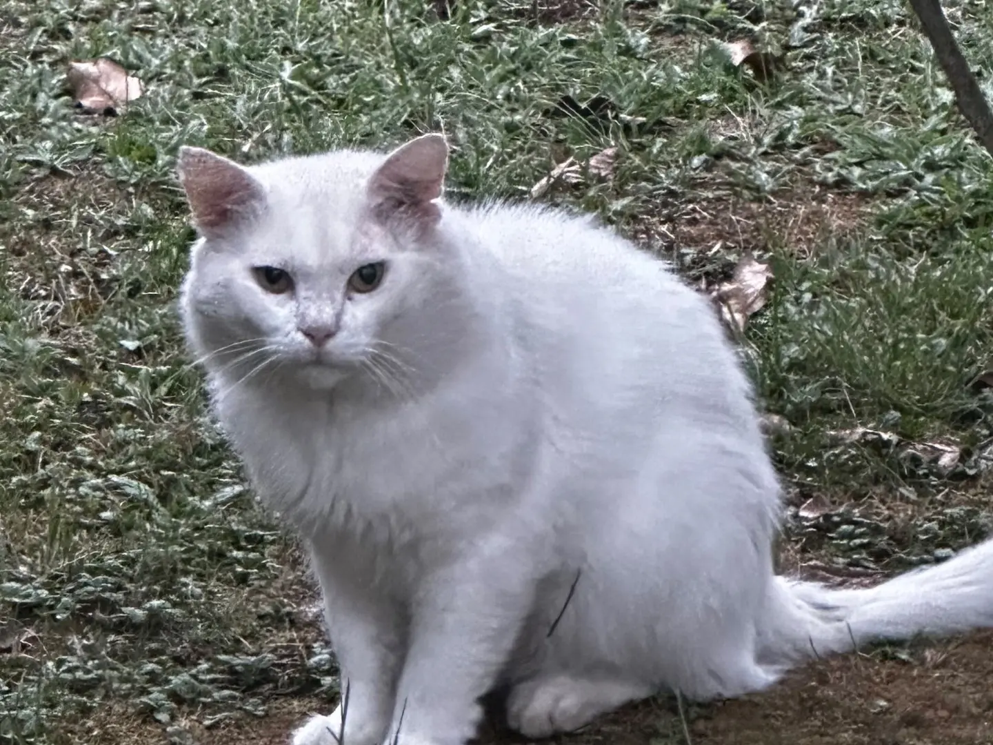 Adozione gatto, maschio, Razza sconosciuta Razza sconosciuta, 9 anni e 5 mesi, taglia non valida, Torino
