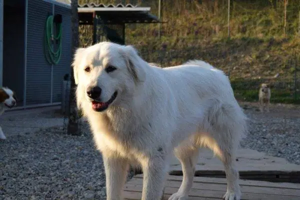 Adozione cane, femmina, meticcio, 8 anni e 11 mesi, taglia grande, Como