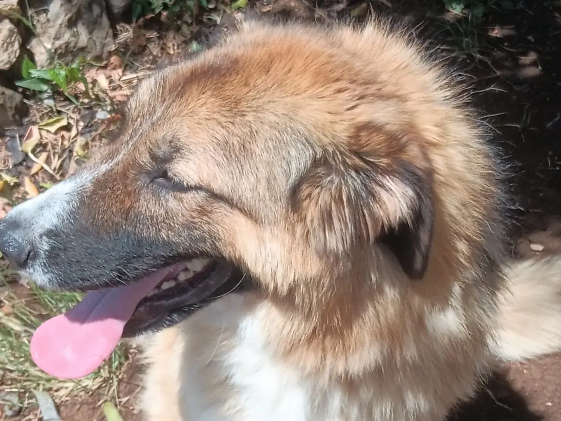 Vuoi adottare un cane a Latina?