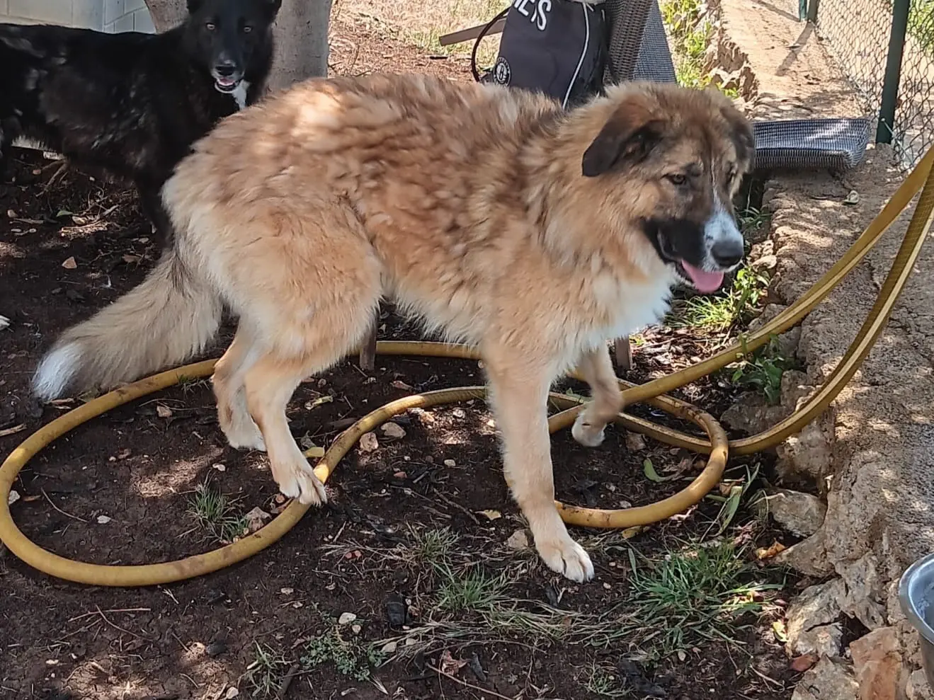 Adozione cane, maschio, Razza sconosciuta Razza sconosciuta, 2 anni e 6 mesi, taglia media, Latina