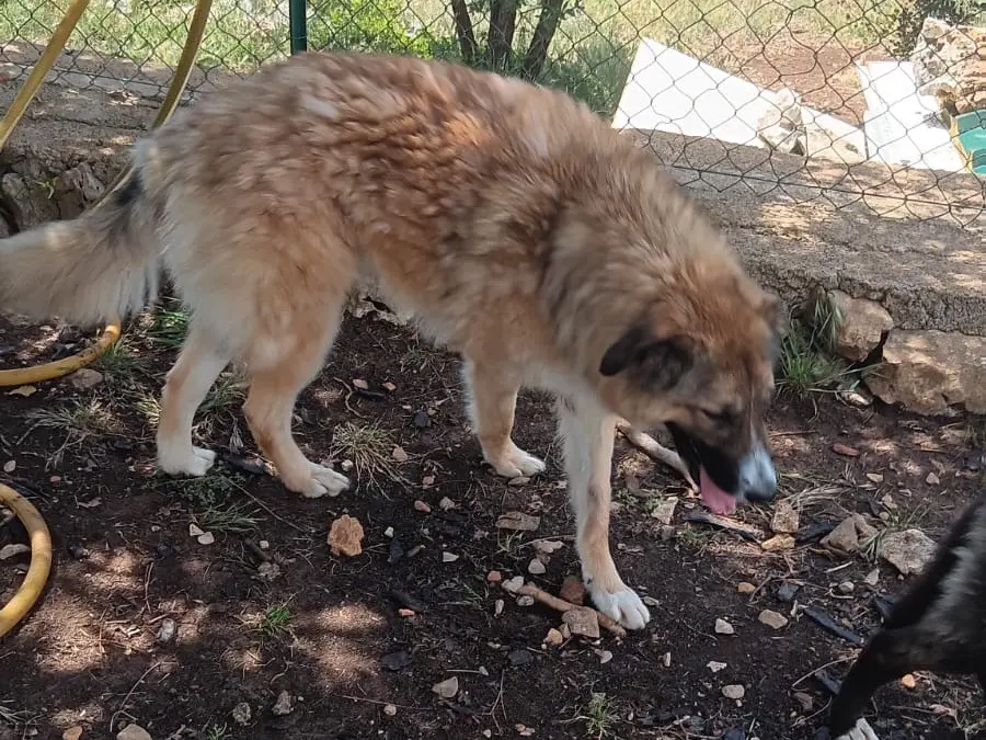 Adotta un cane, maschio, 2 anni e 6 mesi, Latina
