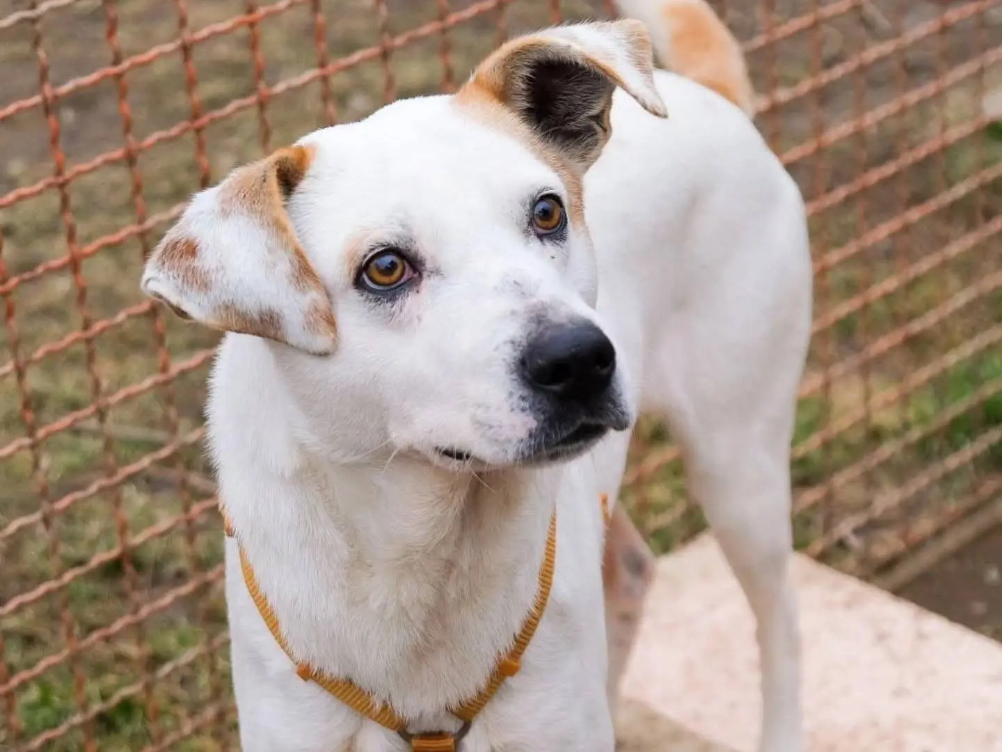Vuoi adottare un cane a Torino?