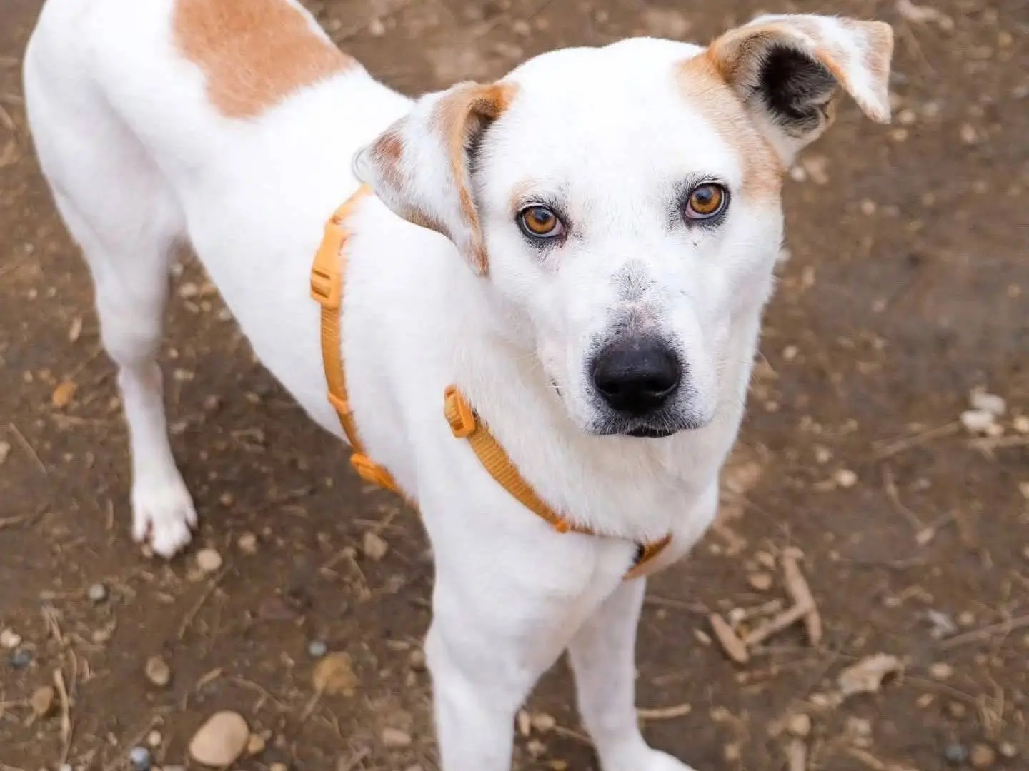 Adotta il cane Billy a Torino