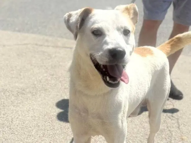 Adotta un cane, taglia media, maschio, Torino