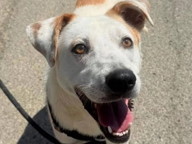 Adotta un cane, maschio, 4 anni e 3 mesi, Torino