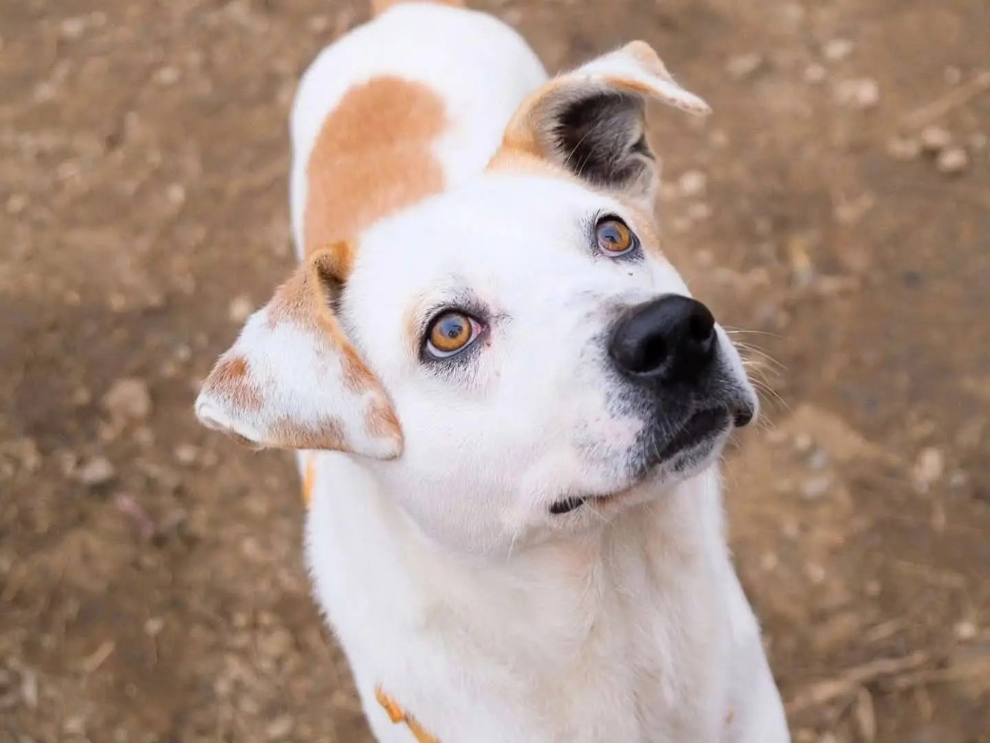Adozione cane, maschio, Razza sconosciuta Razza sconosciuta, 4 anni e 3 mesi, taglia media, Torino
