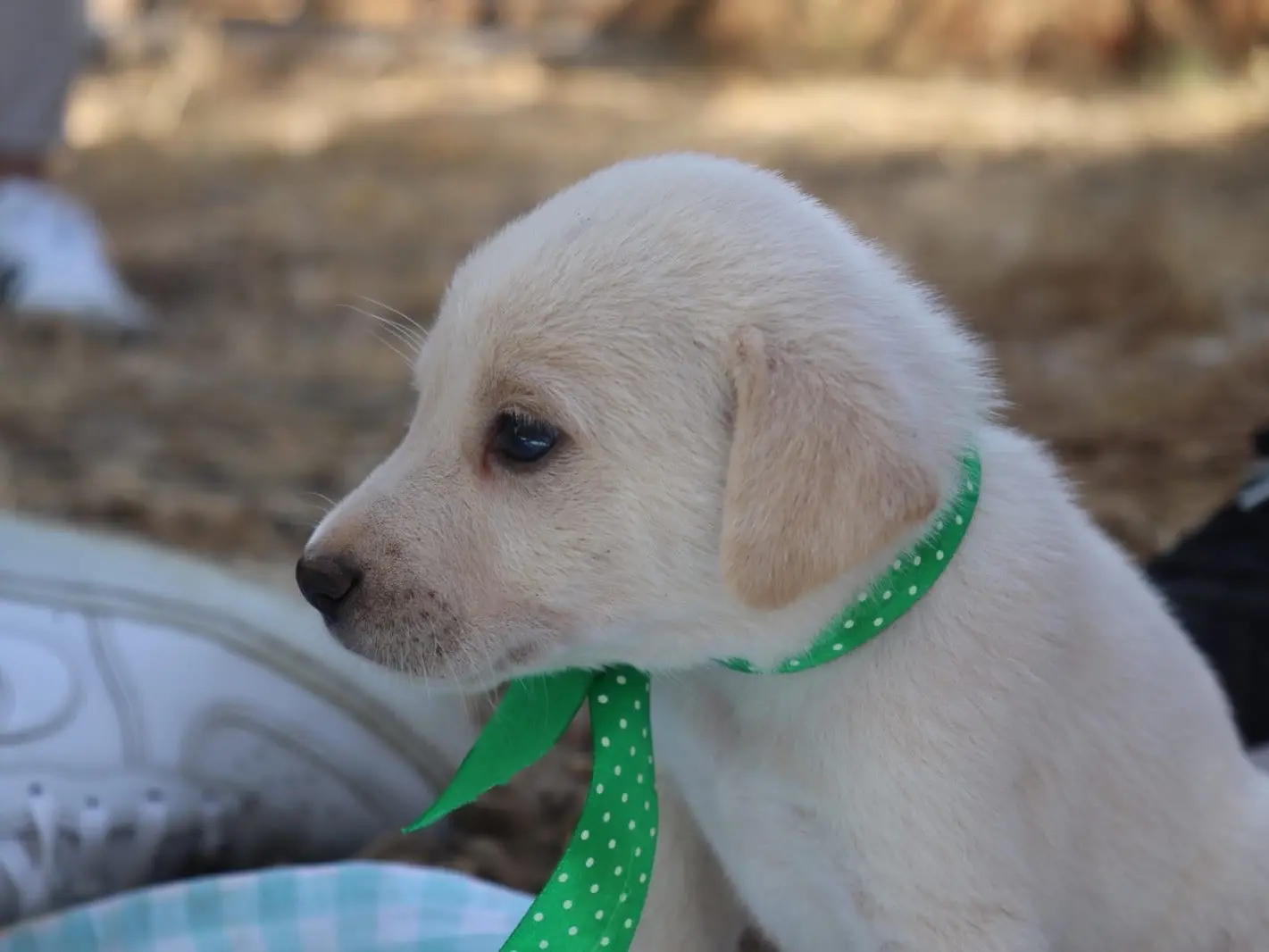 Adotta un cane, maschio, 1 mese, Sud