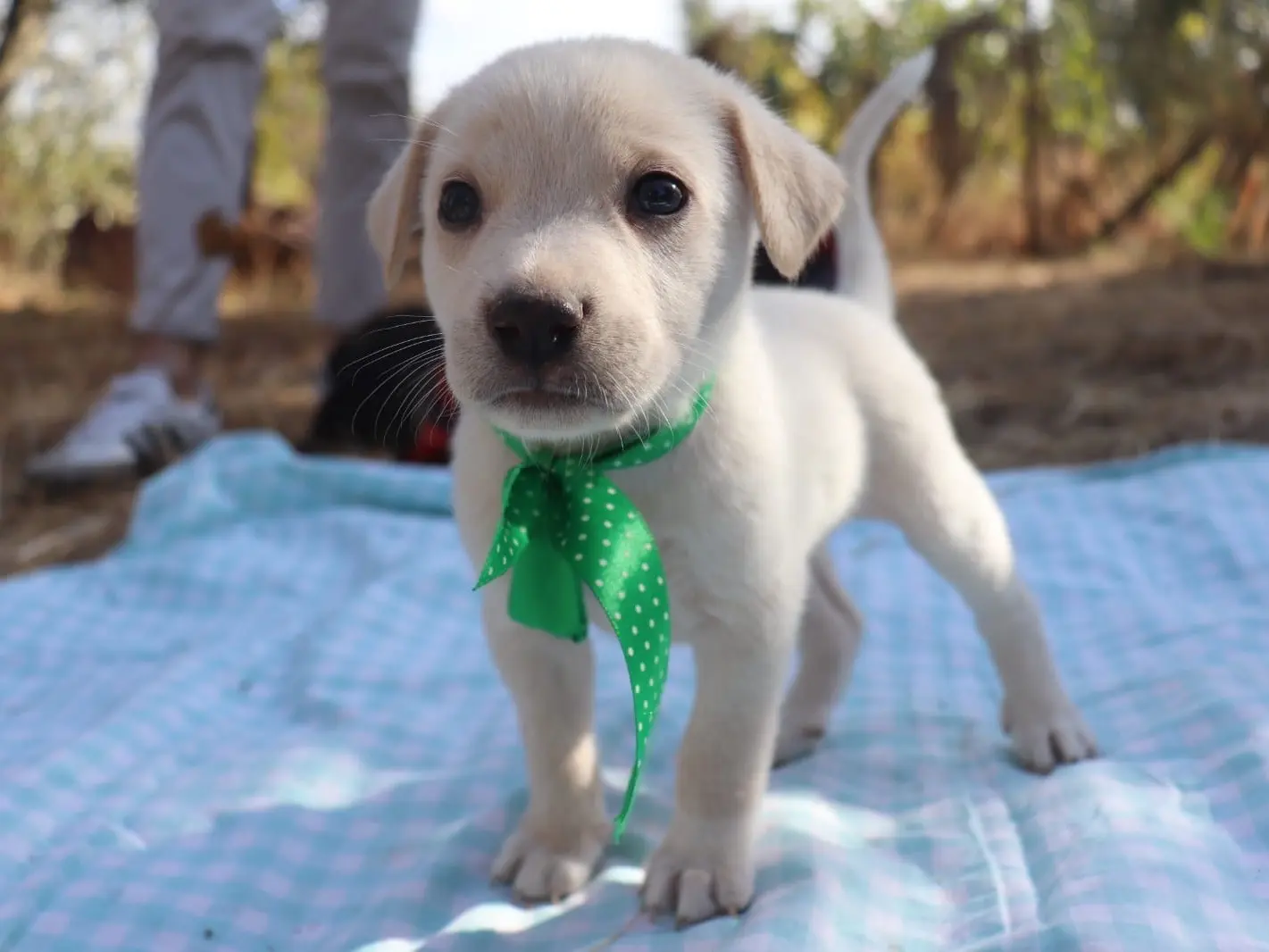 Adozione cane, maschio, Razza sconosciuta Razza sconosciuta, 1 mese, taglia media, Sud