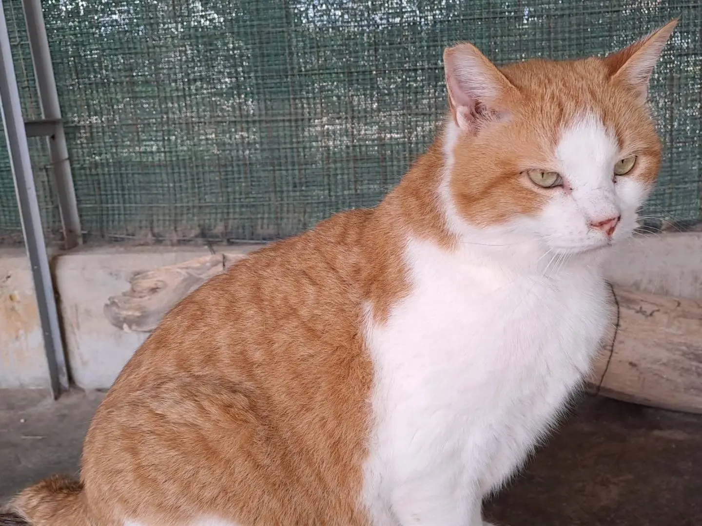 Adotta un gatto, taglia non valida, femmina, Genova