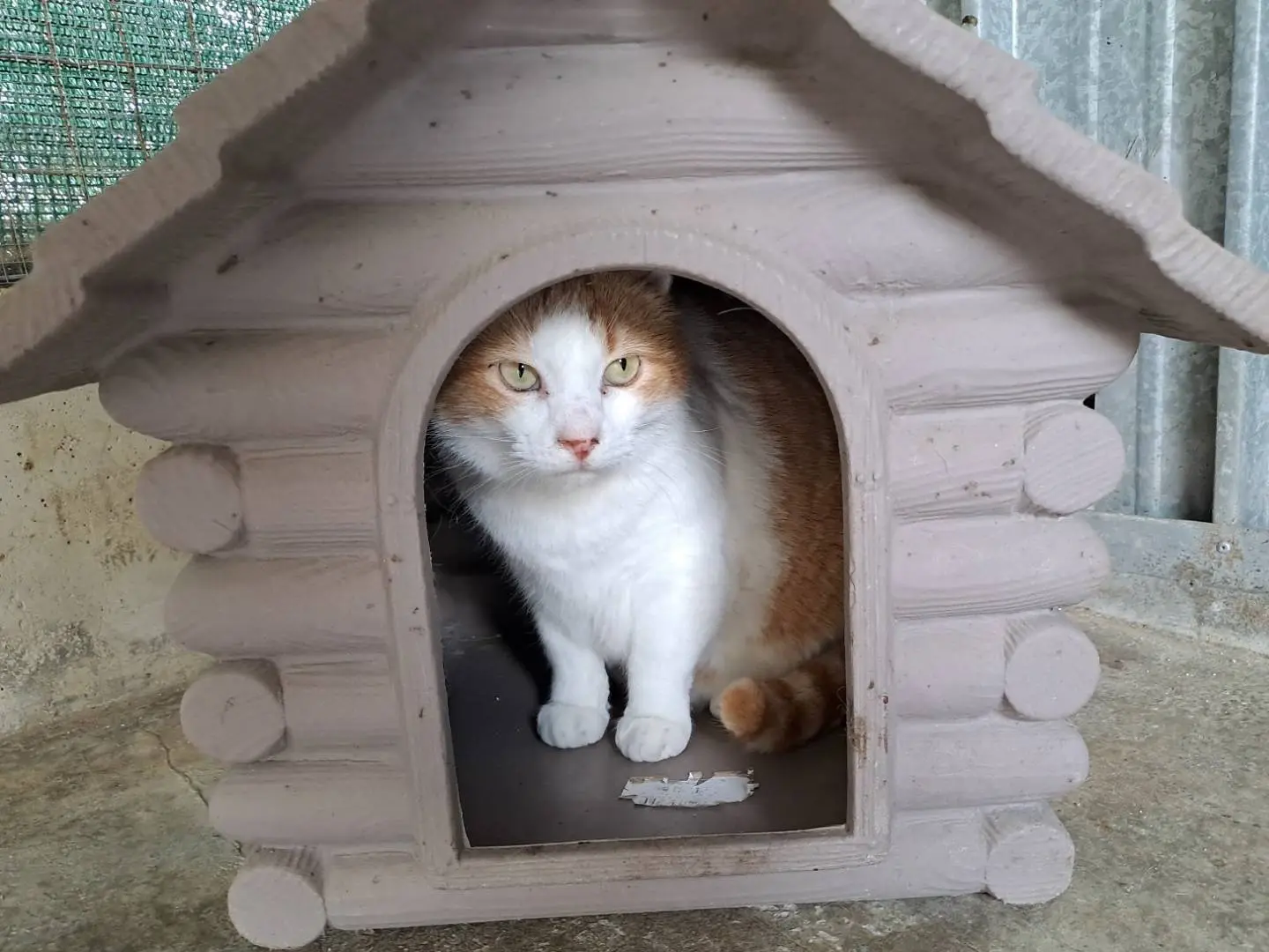 Adotta il gatto Kiwi a Genova