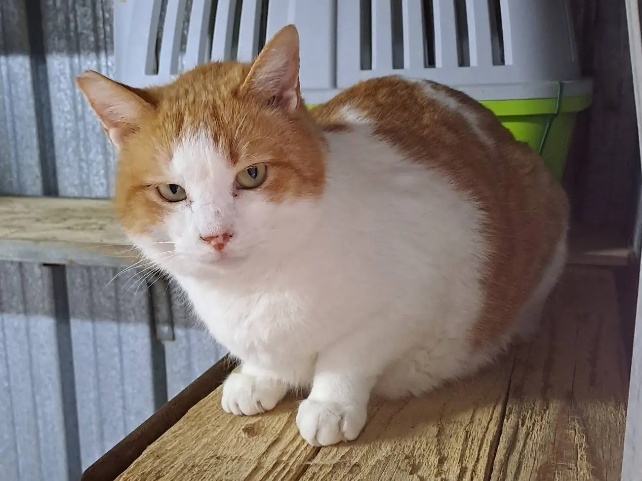 Adotta un gatto, femmina, 6 anni e 8 mesi, Genova