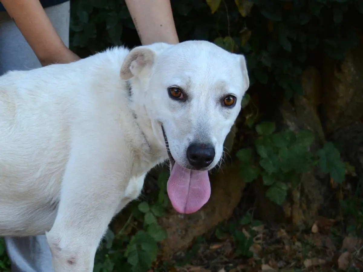 Adozione cane, femmina, Razza sconosciuta Razza sconosciuta, 2 anni e 5 mesi, taglia media, Roma