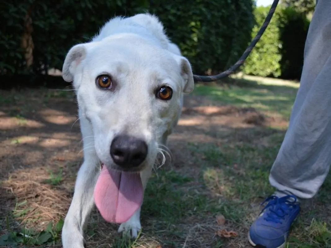 Adotta un cane, femmina, 2 anni e 5 mesi, Roma