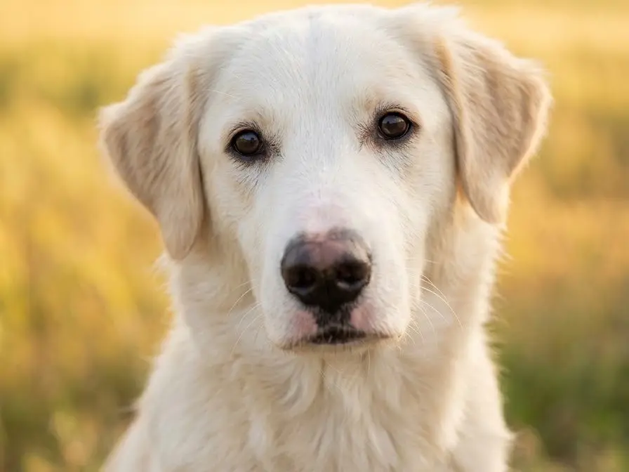 Adozione cane, femmina, Razza sconosciuta Razza sconosciuta, 9 mesi, taglia grande, Potenza
