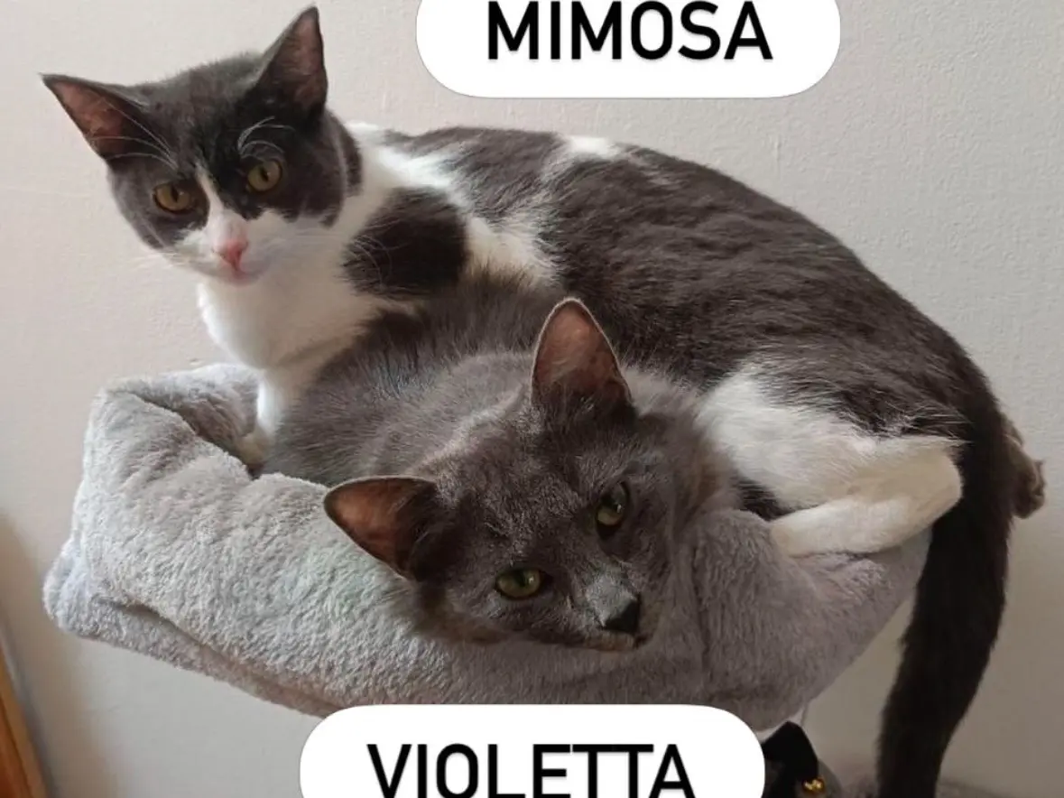 Foto 1 dell'animale