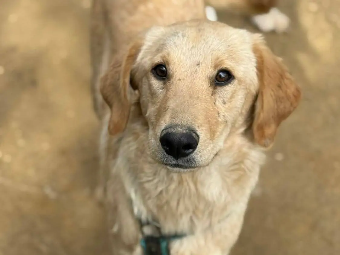 Adotta il cane IRINA a Firenze