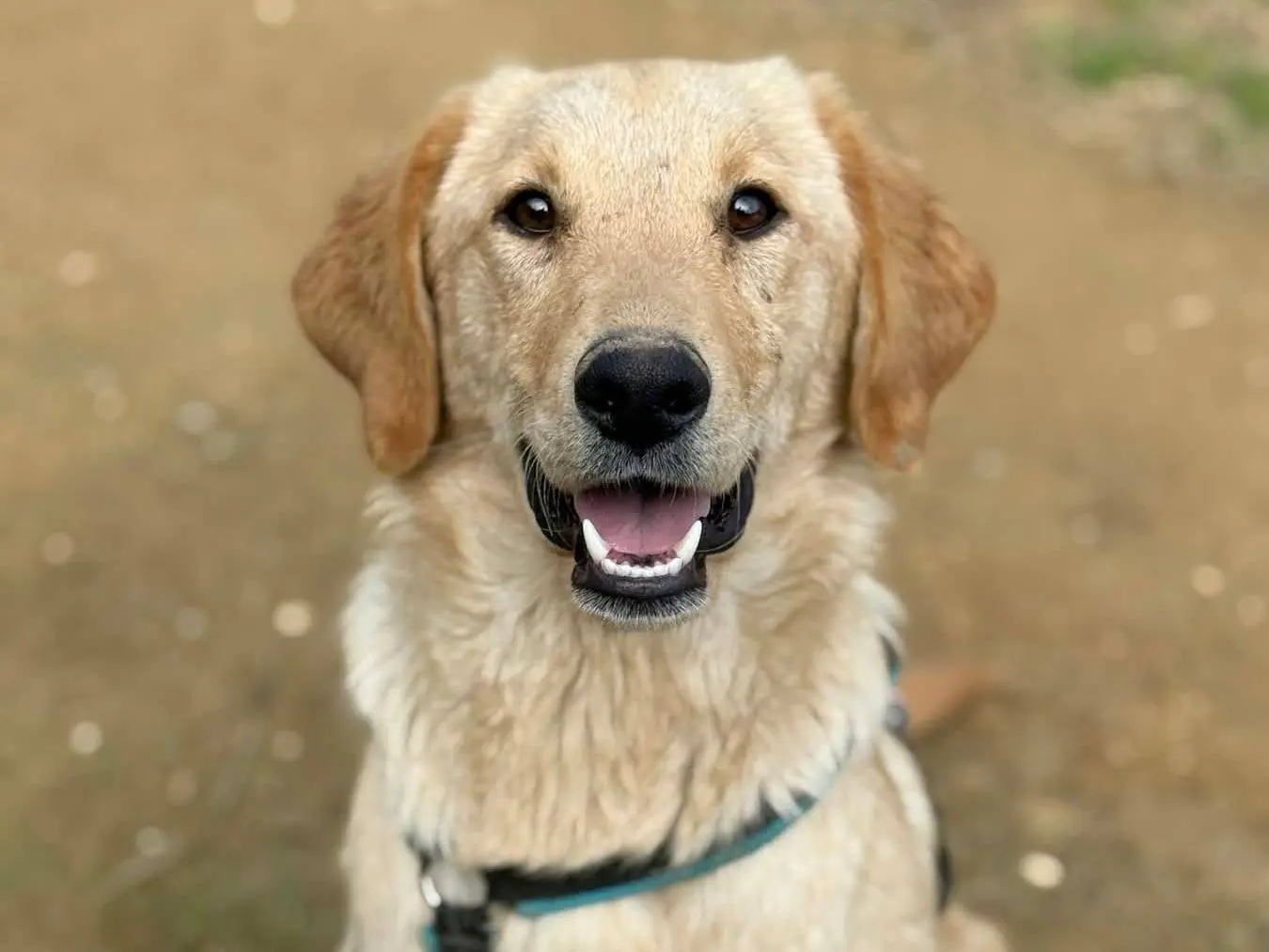 Adozione cane, femmina, Razza sconosciuta Razza sconosciuta, 11 mesi, taglia media, Firenze