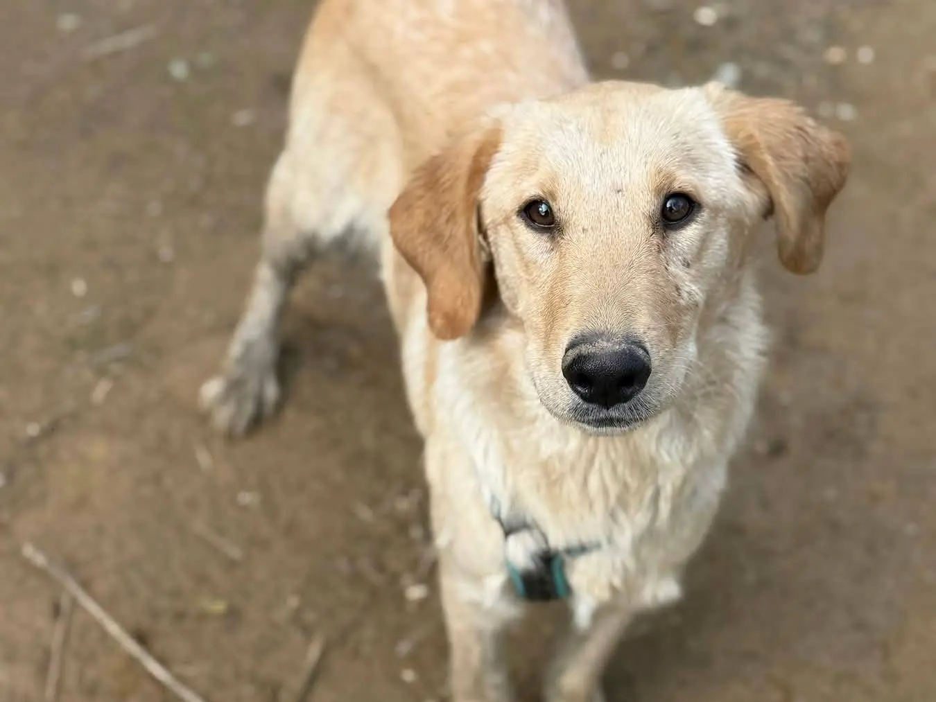 Vuoi adottare un cane a Firenze?
