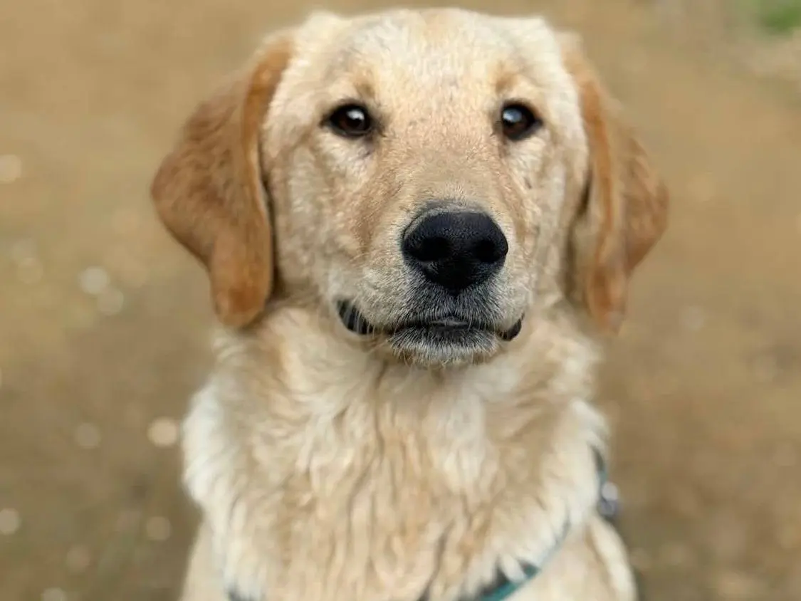 Adotta un cane, taglia media, femmina, Firenze
