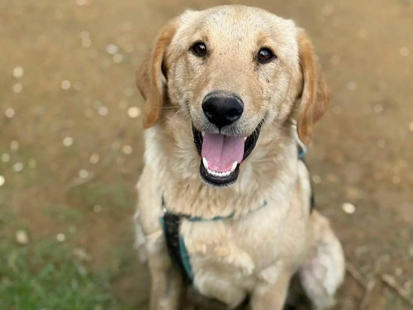 Adotta un cane, femmina, 11 mesi, Firenze