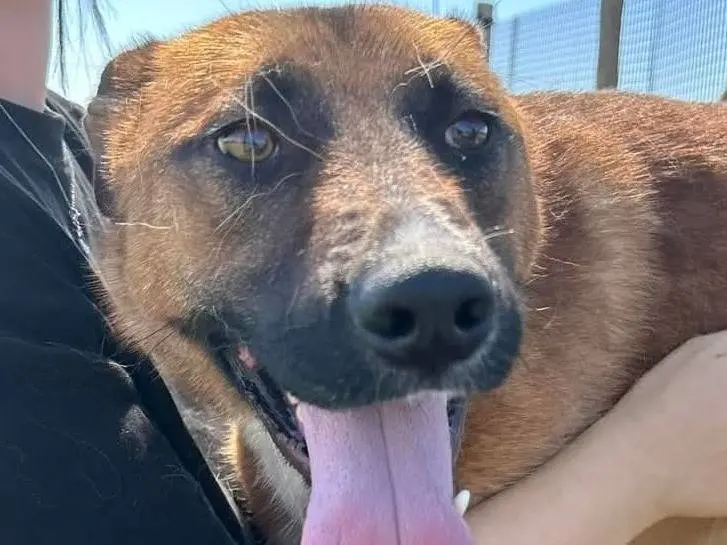 Adotta un cane, maschio, 3 anni e 7 mesi, Latina