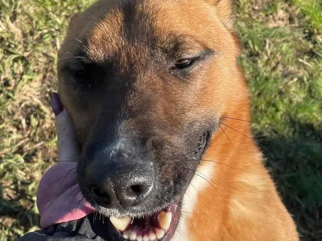 Adozione cane, maschio, Razza sconosciuta Razza sconosciuta, 3 anni e 7 mesi, taglia media, Latina