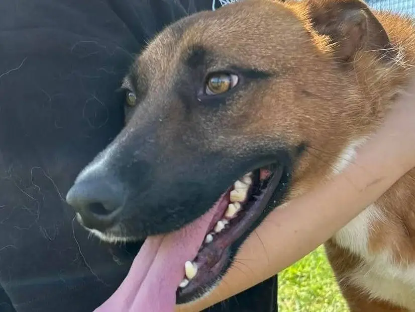 Vuoi adottare un cane a Latina?