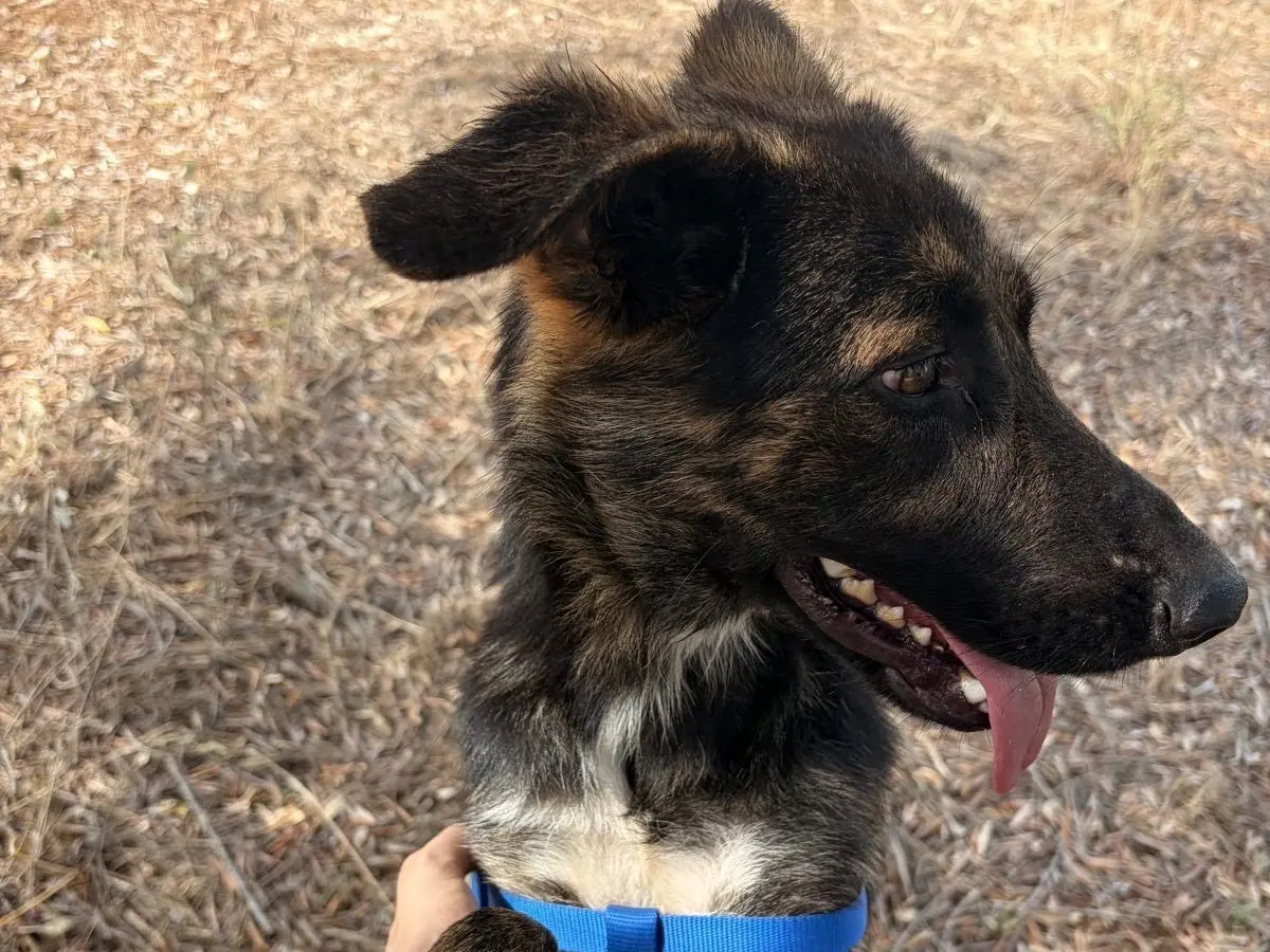 Adotta un cane, femmina, 1 anno e 4 mesi, Taranto
