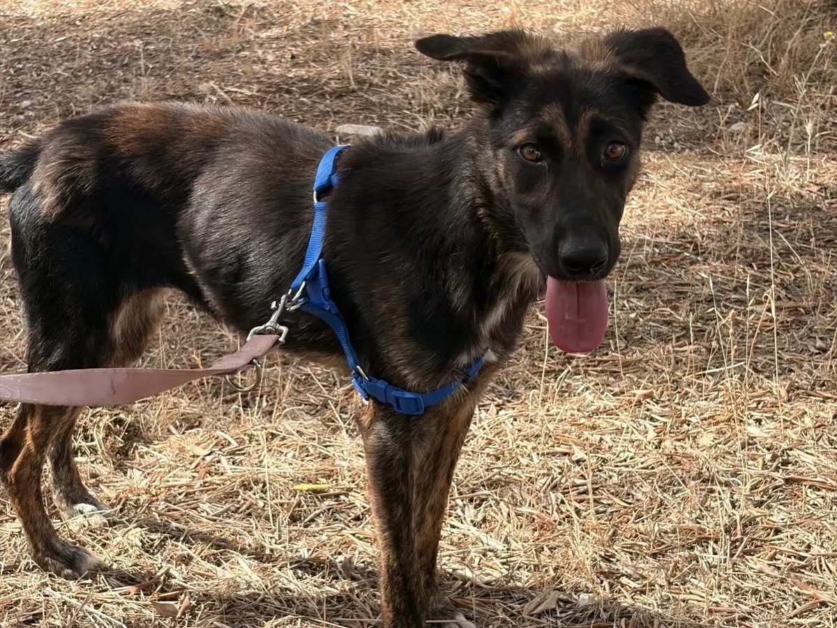 Adozione cane, femmina, Razza sconosciuta Razza sconosciuta, 1 anno e 4 mesi, taglia media contenuta, Taranto
