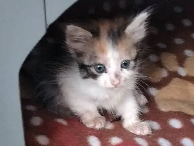 Adozione gatto, femmina, Razza sconosciuta Razza sconosciuta, 1 anno e 8 mesi, taglia non valida, Messina